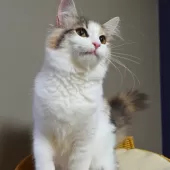 ノルウェージャンフォレストキャット【神奈川県・女の子・2025年5月12日・ブルートービー&ホワイト】の写真5「猫や人との触れ合いから順応性や社交性が育まれ、飼いやすいです🏡💖」