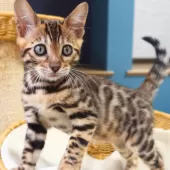 ベンガル【神奈川県・男の子・2025年8月8日・ブラウンスポテッドタビー(ロゼット)】の写真6