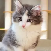 ノルウェージャンフォレストキャット【神奈川県・女の子・2025年6月6日・ブルーパッチドマッカレルタビー&ホワイト】の写真11