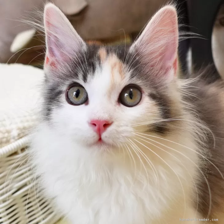 ID：2506-01112の子猫