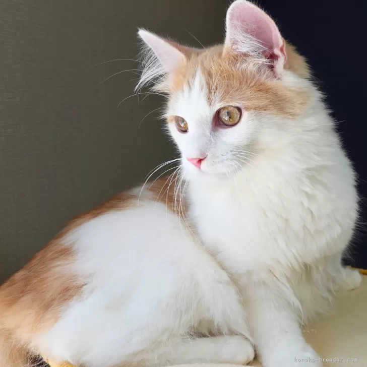 ID：2502-01137の子猫