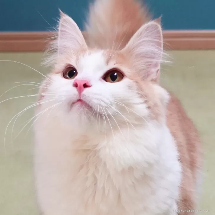 ID:2406-00310の子猫