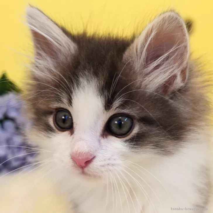 ID:2412-00146の子猫