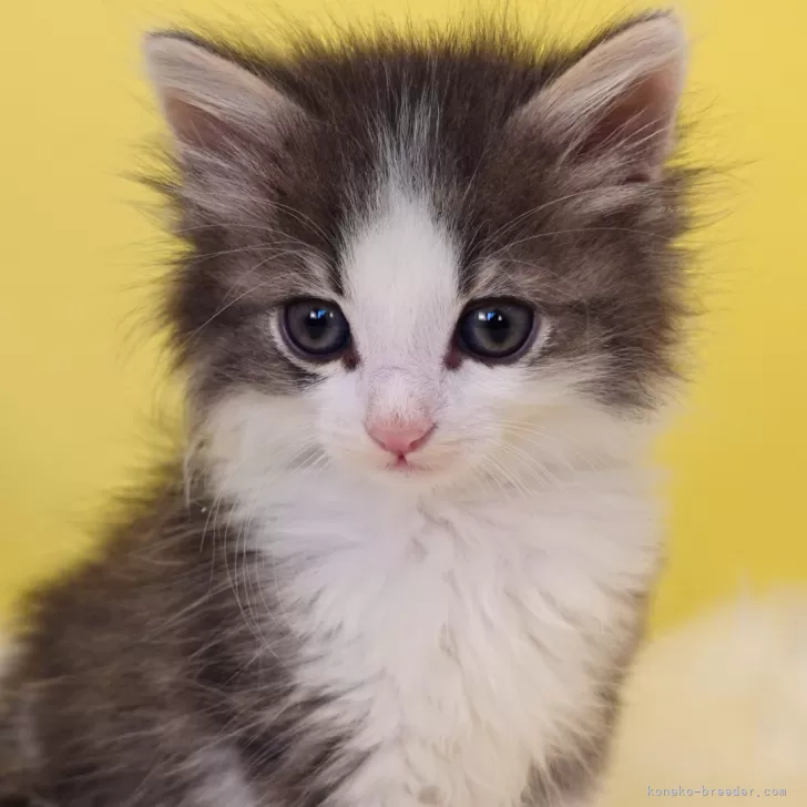 ID：2502-01822の子猫