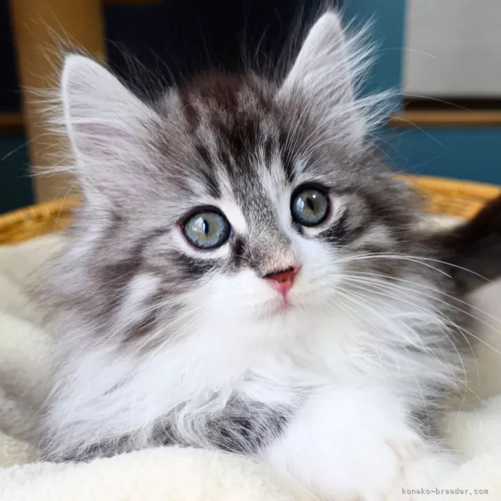 ノルウェージャンフォレストキャット【神奈川県・男の子・2025年9月29日・シルバーマッカレルタビー&amp;ホワイト】の写真1「シエル君（仮名）」