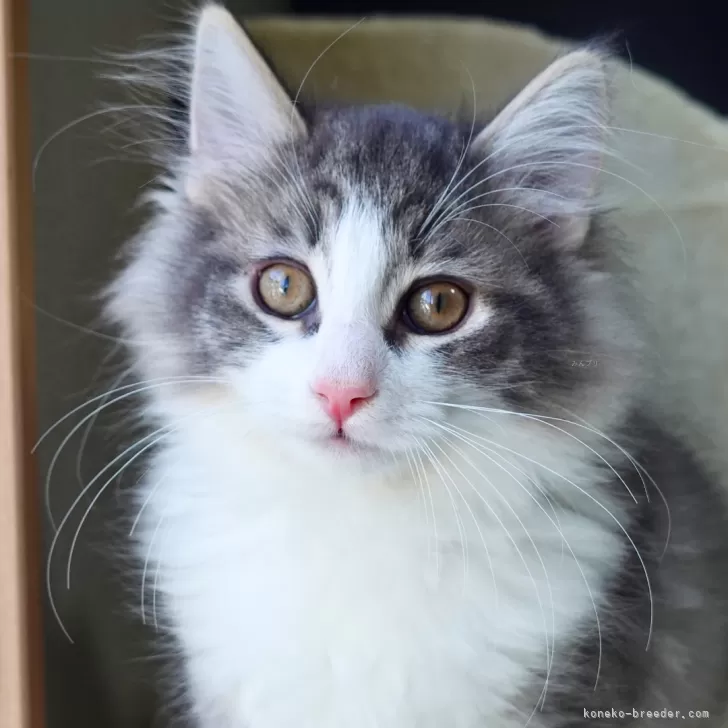 ノルウェージャンフォレストキャット【神奈川県・男の子・2025年10月9日・ブルーマッカレルタビー&amp;ホワイト】の写真1「ライト君（仮名）」