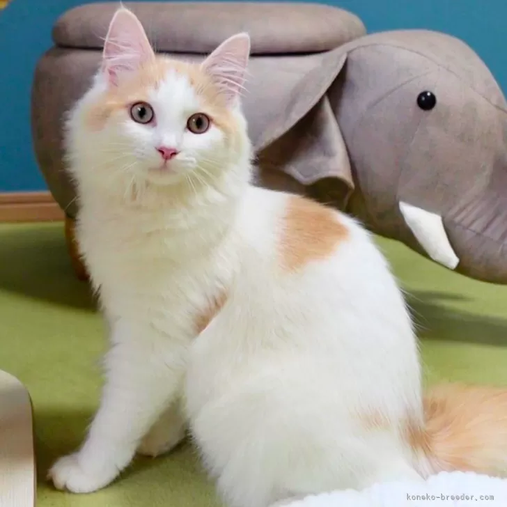 ID:2410-01264の子猫