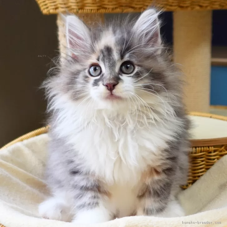 ID：2508-01615の子猫