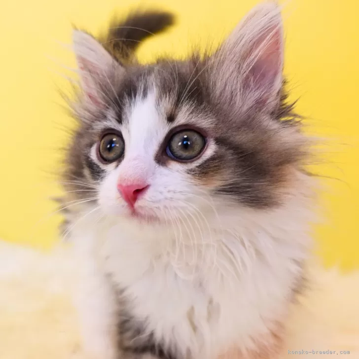 ID:2502-01820の子猫
