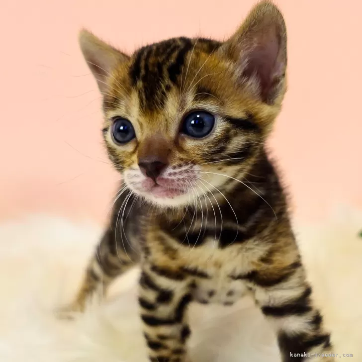 ID：2505-00901の子猫