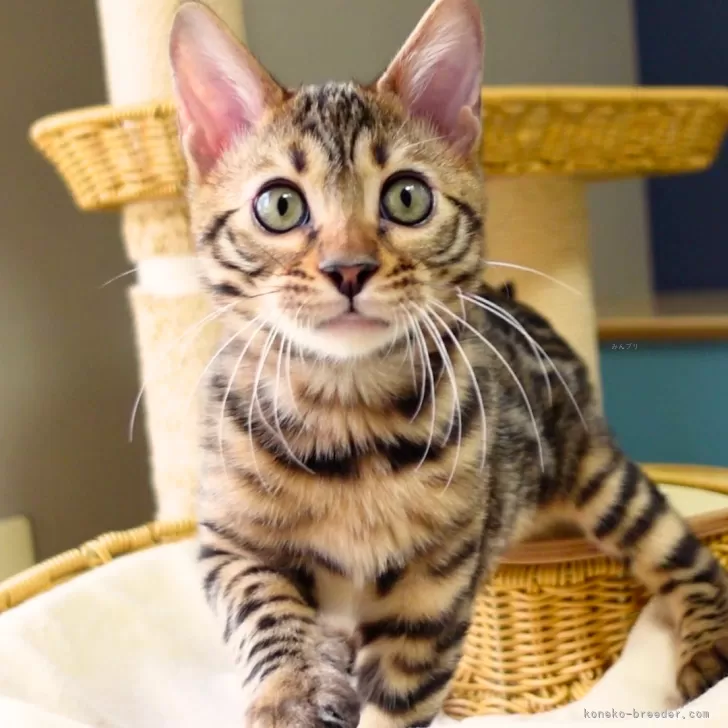 ベンガル【神奈川県・男の子・2025年8月8日・ブラウンスポテッドタビー(ロゼット)】の写真1「オリオン君（仮名）」