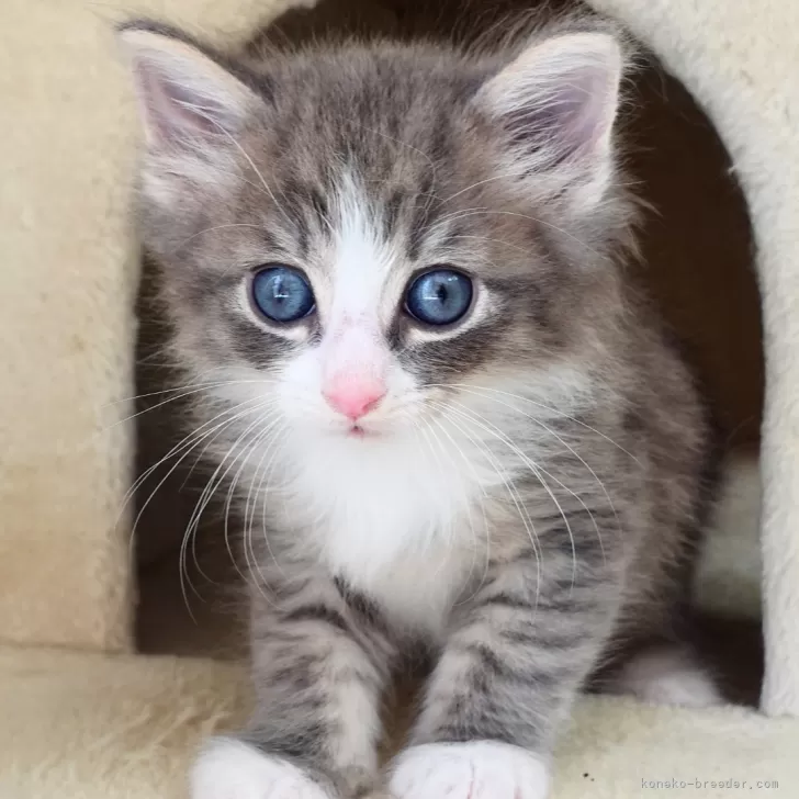 ID：2603-03108の子猫