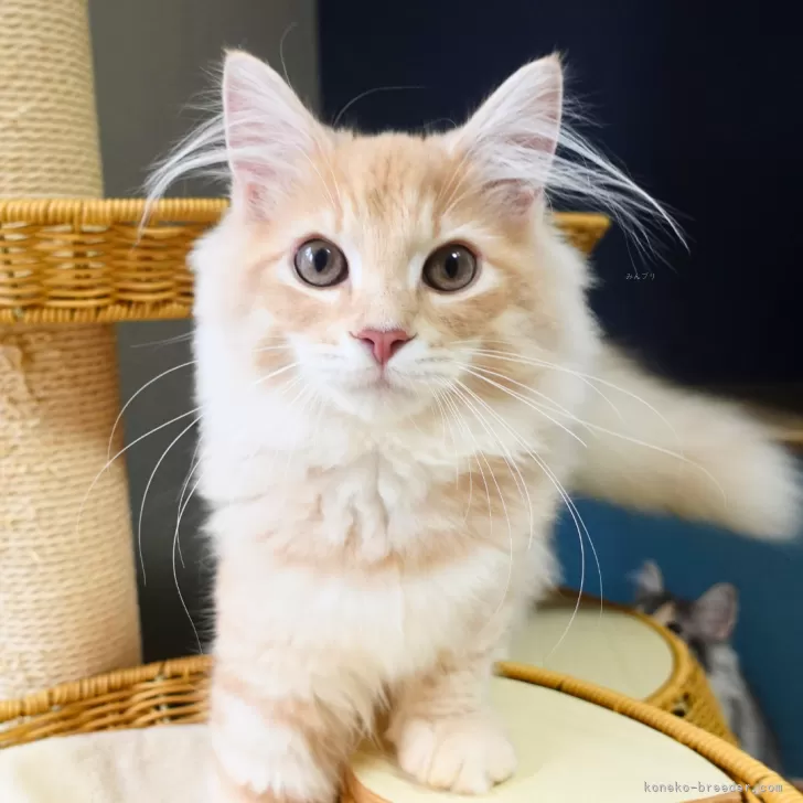 ID：2506-03122の子猫