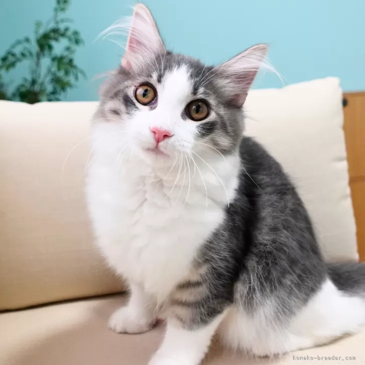 ID：2507-01540の子猫