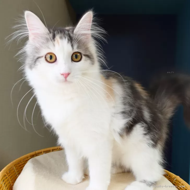 ノルウェージャンフォレストキャット【神奈川県・女の子・2025年5月12日・ブルーパッチドマッカレルタビー&ホワイト】の写真1「クラリスちゃん(仮名)」