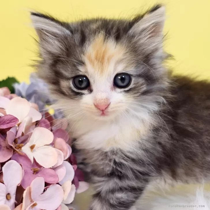 ID：2601-01594の子猫