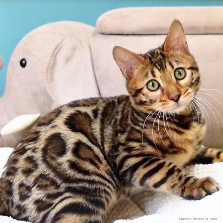 ベンガル【神奈川県・男の子・2025年8月8日・ブラウンスポテッドタビー(ロゼット)】の写真1「シオン君（仮名）」
