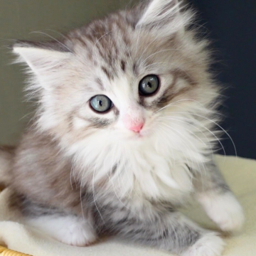 ノルウェージャンフォレストキャット【神奈川県・男の子・2025年10月11日・シルバーマッカレルタビー&ホワイト（ふわふわ）】の写真「🌿上品な縞模様×白ソックス✨凛とした美形男子🐾」