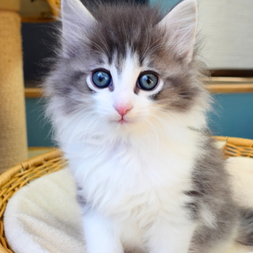 ノルウェージャンフォレストキャット【神奈川県・男の子・2025年10月9日・ブルーマッカレルタビー&ホワイト（ふわふわ）】の写真「🌼美形フェイス✨愛らしいハチワレ💙爽やか君」