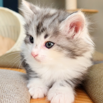 ノルウェージャンフォレストキャット【神奈川県・女の子・2025年9月25日・ブルーシルバーパッチドマッカレルタビー&ホワイト（ふわふわ）】の写真「💎凛とした表情×淡ブルー顔模様🐾白ソックス☁️」