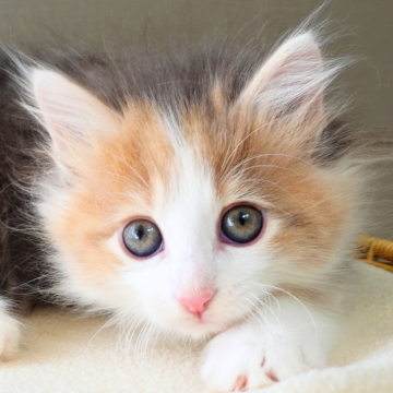 ノルウェージャンフォレストキャット【神奈川県・女の子・2025年10月9日・ブルートーティ&ホワイト（ふわふわ）】の写真「🐾三色ふんわり🎨可愛いハチワレ✨ぬいぐるみ感」