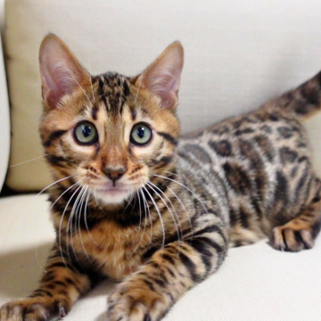 ベンガル【神奈川県・男の子・2025年8月8日・ブラウンスポテッドタビー(ロゼット)（シルキー）】の写真「💎凛と輝く頬の黒ライン🐾凛々しさ満点✨」