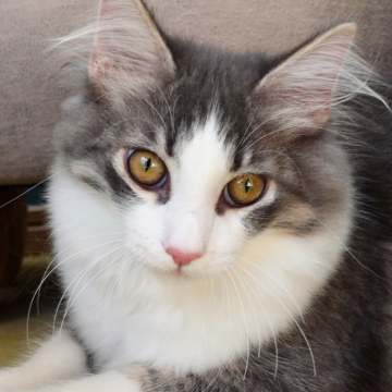 ノルウェージャンフォレストキャット【神奈川県・男の子・2025年6月6日・ブルーマッカレルタビー&ホワイト（ふわふわ）】の写真「🐾ハチワレ×白ソックス💫癒し顔のまん丸な瞳👑」