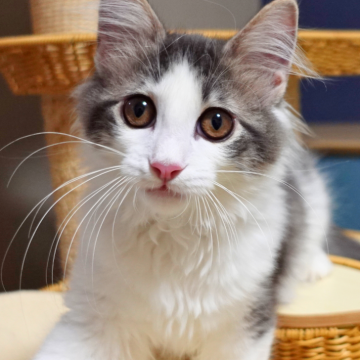 ノルウェージャンフォレストキャット【神奈川県・男の子・2025年7月6日・ブルーマッカレルタビー&ホワイト（ふわふわ）】の写真「🌟落ち着き×遊び心✨ブルーのハチワレ顔🐱」