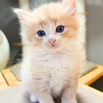 ノルウェージャンフォレストキャット【神奈川県・男の子・2025年9月25日・クリームマッカレルタビー&ホワイト（ふわふわ）】の写真「☕️優しいクリーム色✨白ソックス🐾癒し系🧸」