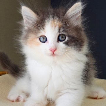 ノルウェージャンフォレストキャット【神奈川県・女の子・2025年10月9日・ブルートーティ&ホワイト（ふわふわ）】の写真「🌟額マークと頬ラインが可愛い🎨ぬいぐるみ感🧸」