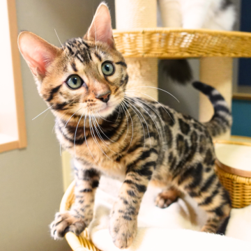 ベンガル【神奈川県・男の子・2025年8月8日・ブラウンスポテッドタビー(ロゼット)（シルキー）】の写真「💎凛と輝く頬の黒ライン🐾凛々しさ満点✨」