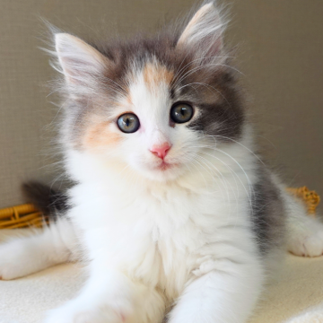 ノルウェージャンフォレストキャット【神奈川県・女の子・2025年10月9日・ブルートーティ&ホワイト（ふわふわ）】の写真「🌟額マークと頬ラインが可愛い🎨ぬいぐるみ感🧸」