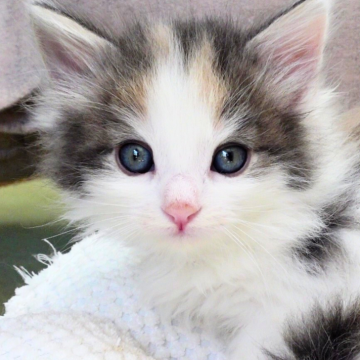 ノルウェージャンフォレストキャット【神奈川県・女の子・2026年1月30日・ブルートーティ&ホワイト（ふわふわ）】の写真「🎨華やぐ三色ブルー美猫姫👑白ハチワレ美顔✨」