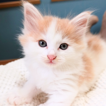 ノルウェージャンフォレストキャット【神奈川県・男の子・2025年9月25日・クリーム&ホワイト（ふわふわ）】の写真「💛ハチワレ模様が映える白クリーム🐾癒し系🌼」