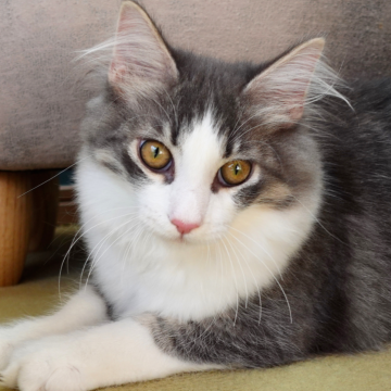 ノルウェージャンフォレストキャット【神奈川県・男の子・2025年6月6日・ブルーマッカレルタビー&ホワイト（ふわふわ）】の写真「🐾ハチワレ×白ソックス💫癒し顔のまん丸な瞳👑」