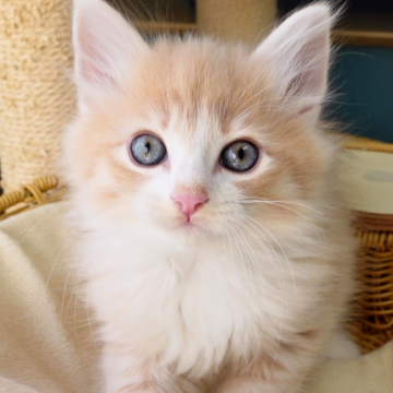 ノルウェージャンフォレストキャット【神奈川県・男の子・2025年9月25日・クリームマッカレルタビー&ホワイト（ふわふわ）】の写真「☕️優しいクリーム色✨白ソックス🐾癒し系🧸」