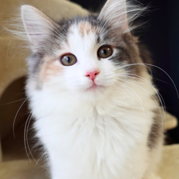 ノルウェージャンフォレストキャット【神奈川県・女の子・2025年10月9日・ブルートーティ&ホワイト（ふわふわ）】の写真「🌟額マークと頬ラインが可愛い🎨ぬいぐるみ感🧸」