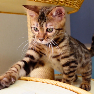 ベンガル【神奈川県・男の子・2025年8月8日・ブラウンスポテッドタビー(ロゼット)（シルキー）】の写真「✨凛々しい瞳と美タビー模様🌙気品あふれる王子様」