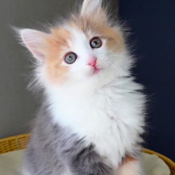 ノルウェージャンフォレストキャット【神奈川県・女の子・2025年10月9日・ブルートーティ&ホワイト（ふわふわ）】の写真「🐾三色ふんわり🎨可愛いハチワレ✨ぬいぐるみ感」