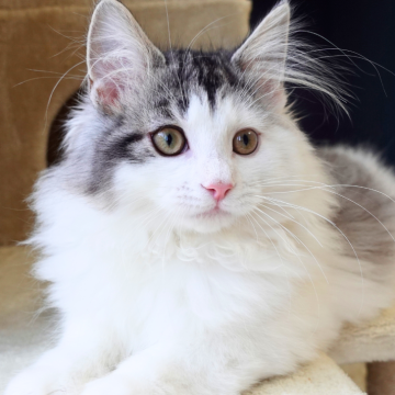 ノルウェージャンフォレストキャット【神奈川県・男の子・2025年9月29日・ブラックマッカレルタビー&ホワイト（ふわふわ）】の写真「🌼ペンライトしっぽ✨元気で人懐っこい子🐾」