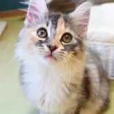 ノルウェージャンフォレストキャット