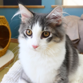 ノルウェージャンフォレストキャット