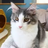 ノルウェージャンフォレストキャット