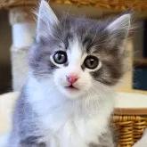 ノルウェージャンフォレストキャット