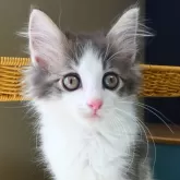 ノルウェージャンフォレストキャット