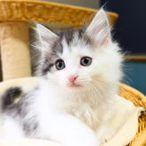 ノルウェージャンフォレストキャット