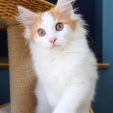 ノルウェージャンフォレストキャット