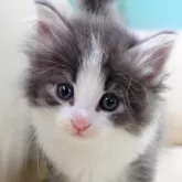 ノルウェージャンフォレストキャット