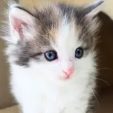 ノルウェージャンフォレストキャット