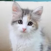 ノルウェージャンフォレストキャット